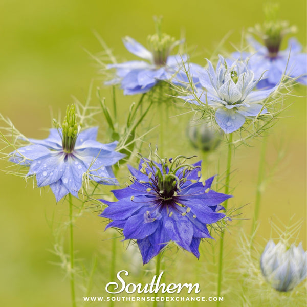 Jewels Mix Love in a Mist Seeds