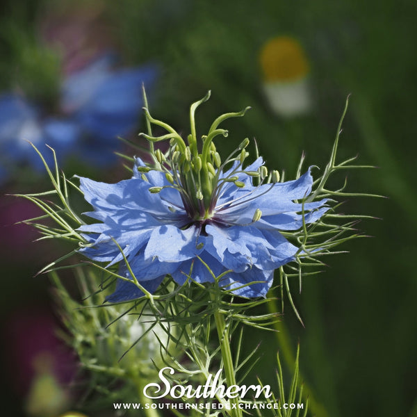 Jewels Mix Love in a Mist Seeds