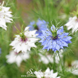Jewels Mix Love in a Mist Seeds