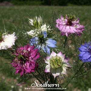 Jewels Mix Love in a Mist Seeds