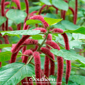 Love Lies Bleeding Amaranth Seeds