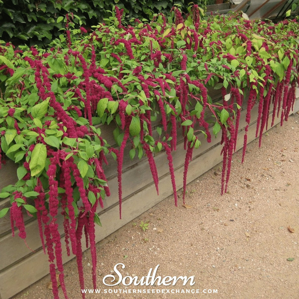 Love Lies Bleeding Amaranth Seeds