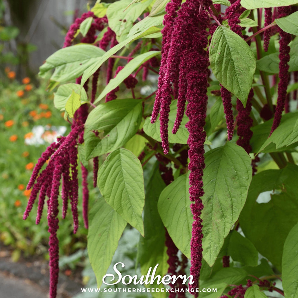 Love Lies Bleeding Amaranth Seeds