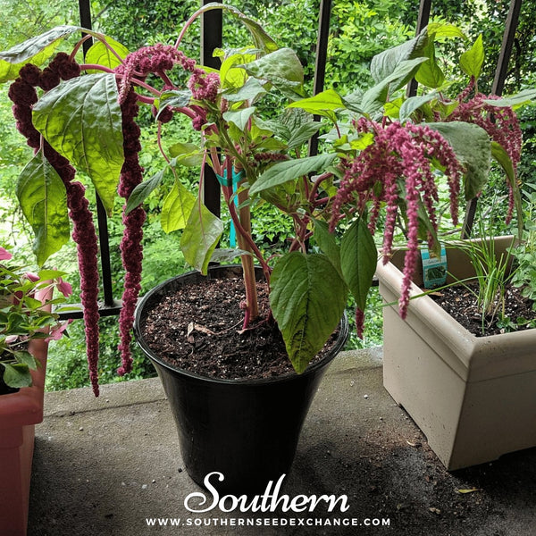 Love Lies Bleeding Amaranth Seeds