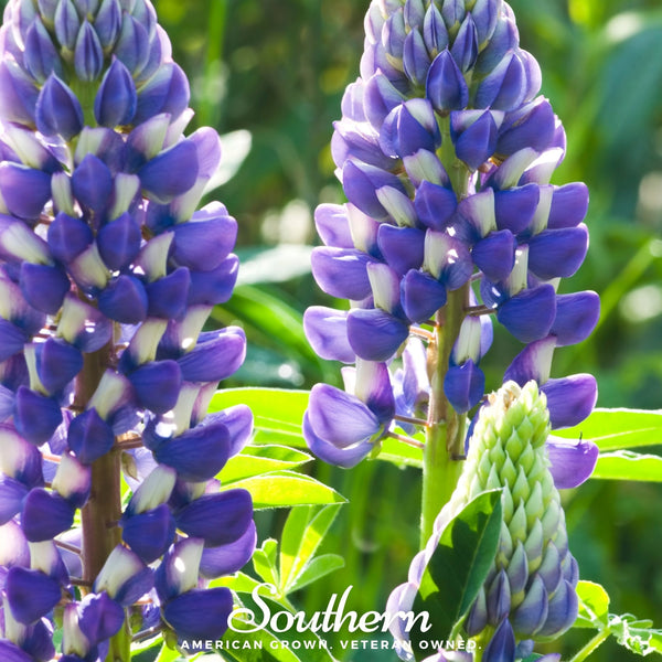 Perennial Lupine Seeds