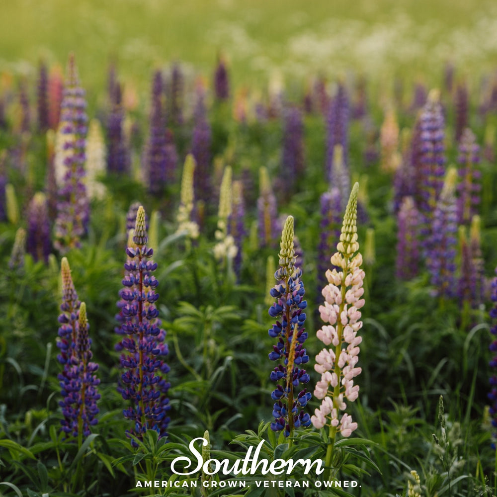 Perennial Lupine Seeds