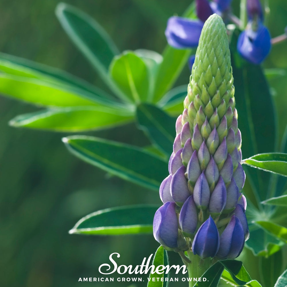 Perennial Lupine Seeds