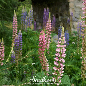 Russell Lupine Seeds