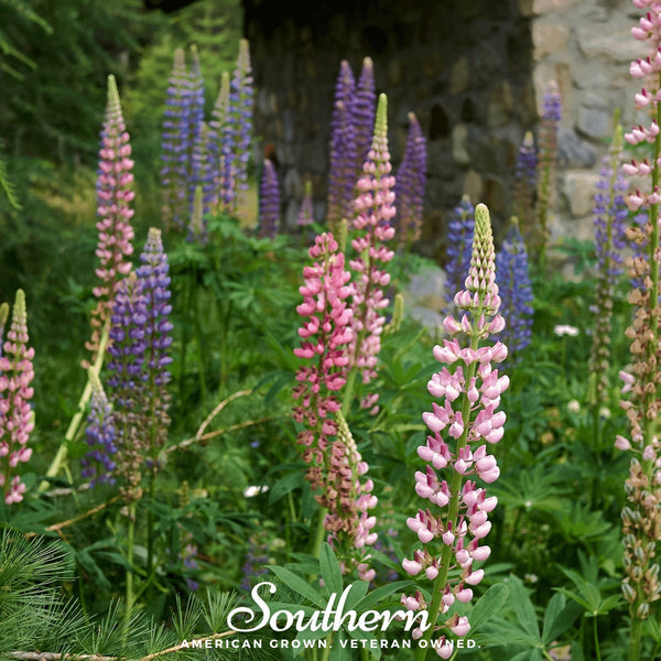 Russell Lupine Seeds