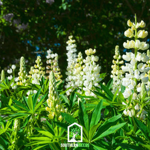 Noble Maiden Lupine Seeds