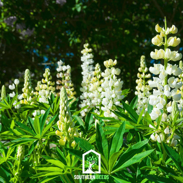 Noble Maiden Lupine Seeds