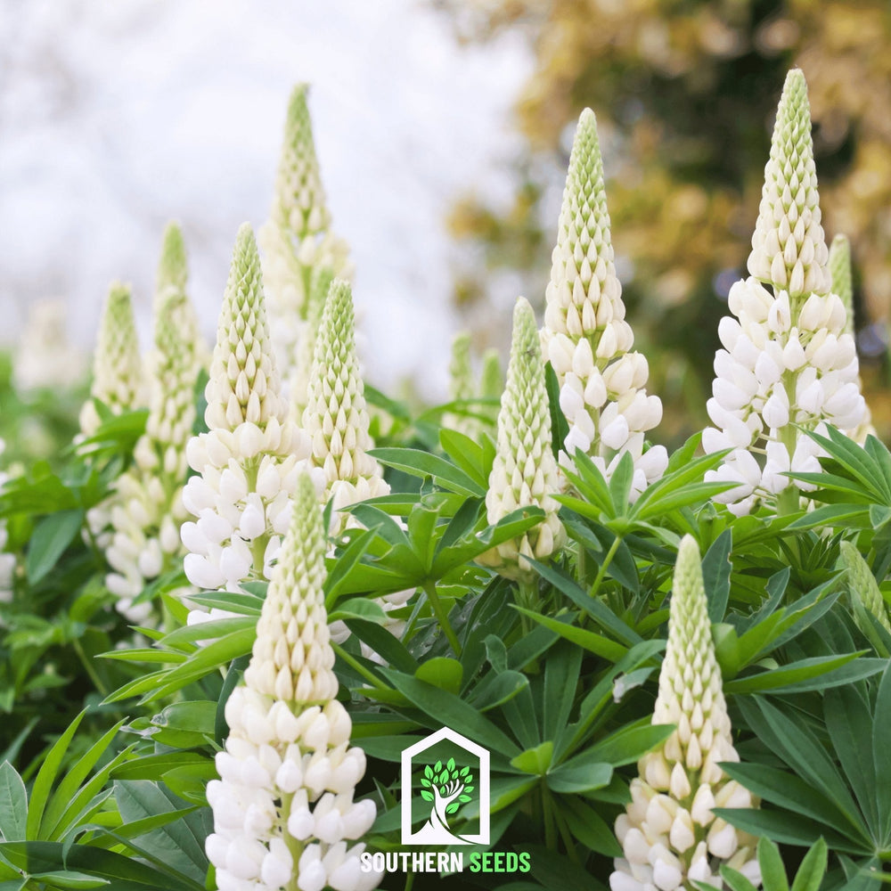 Noble Maiden Lupine Seeds