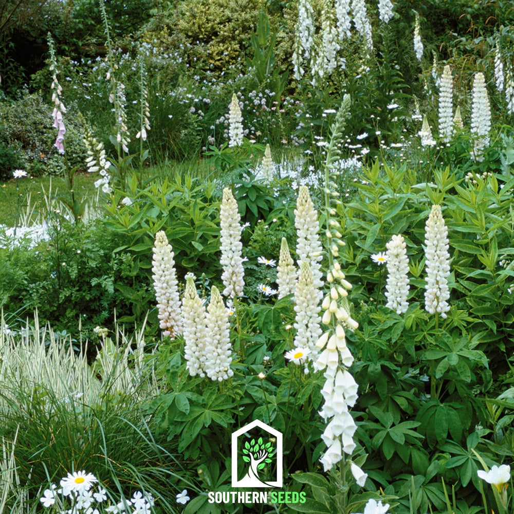 Noble Maiden Lupine Seeds