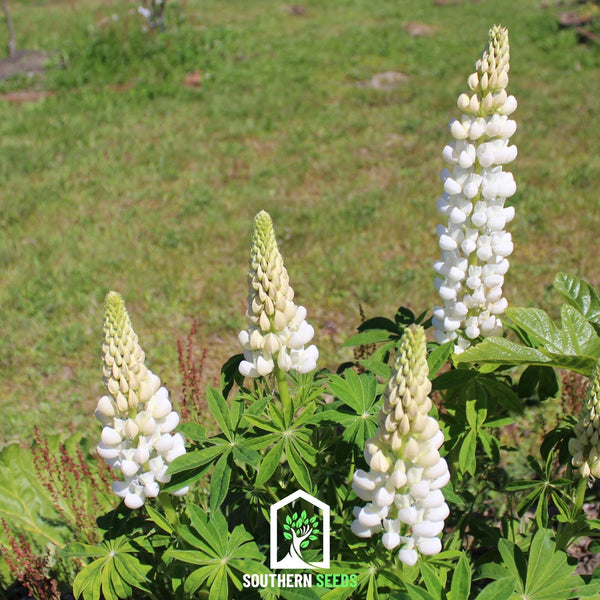Noble Maiden Lupine Seeds