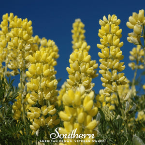 Yellow Lupine Seeds