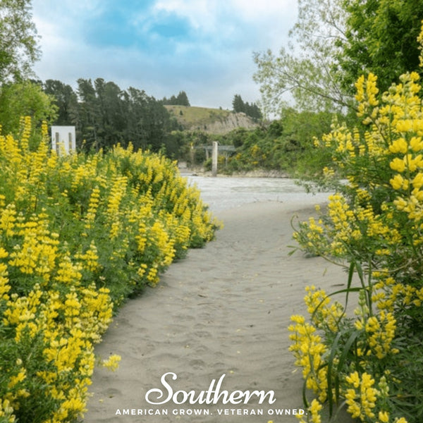 Yellow Lupine Seeds