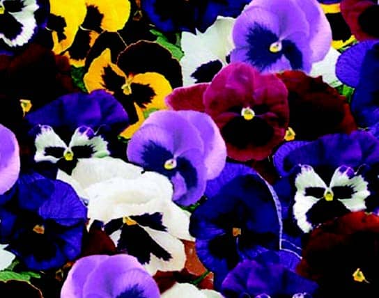 Majestic Giants II Hybrid Mix Pansy Seeds