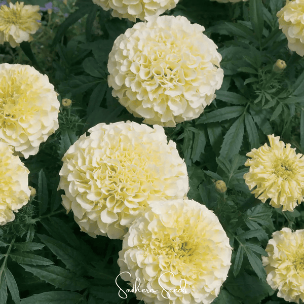 Moonlight African Marigold Seeds