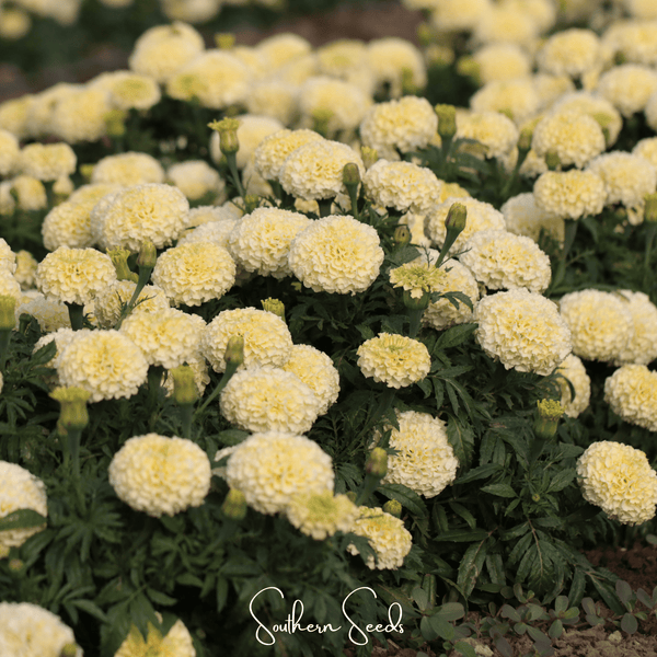 Moonlight African Marigold Seeds