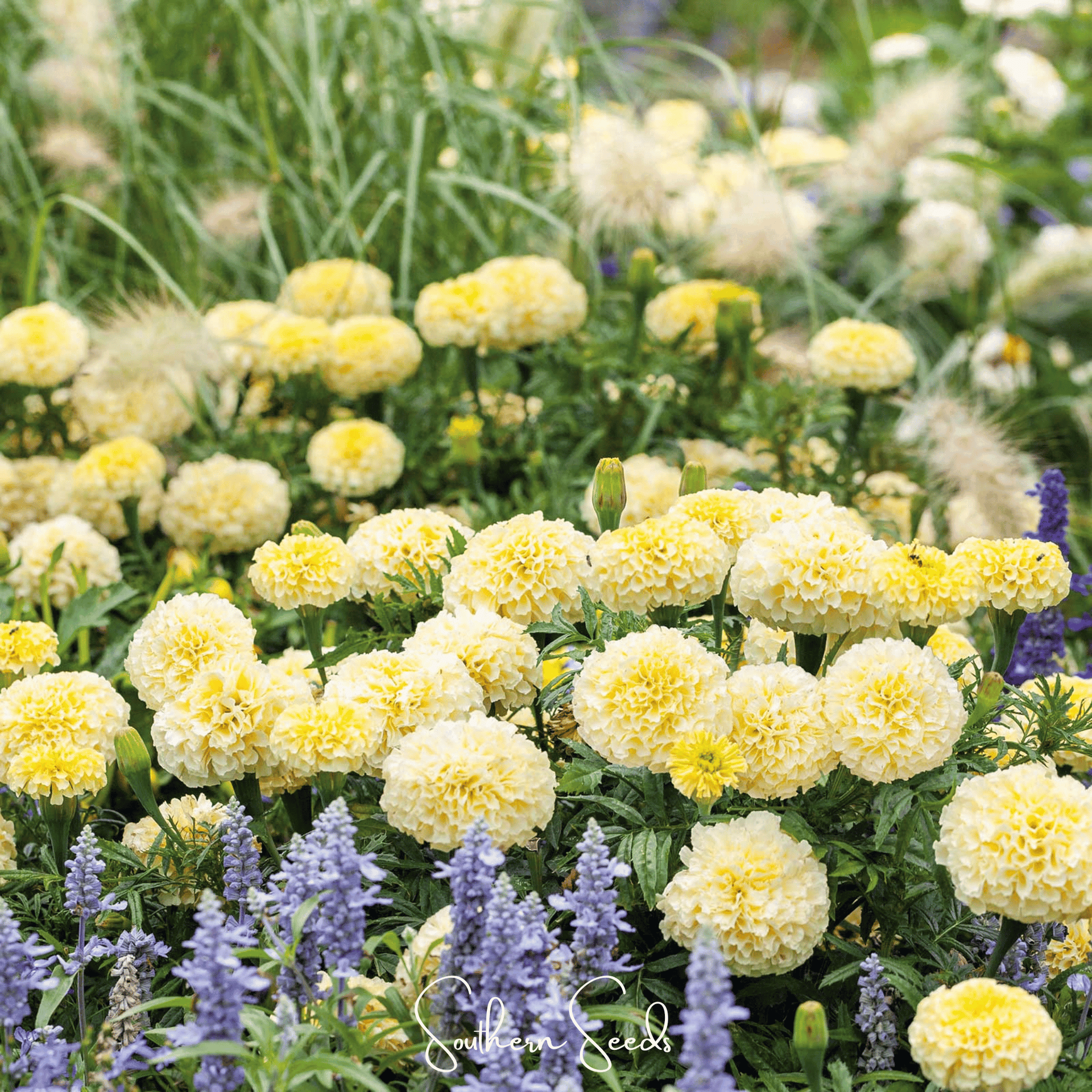 african marigold seeds for sale Moonlight African Marigold Seeds