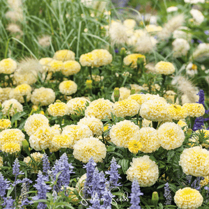 white marigold seeds for sale Moonlight African Marigold Seeds