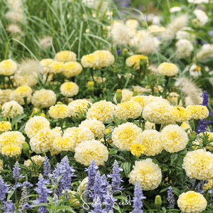 Moonlight African Marigold Seeds