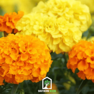 Crackerjack Marigold Seeds