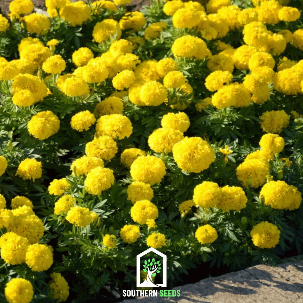 Crackerjack Marigold Seeds