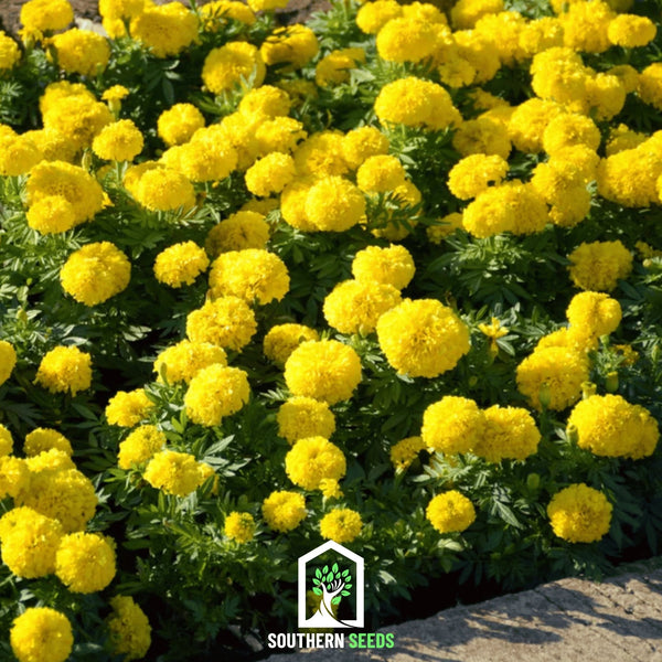 Crackerjack Marigold Seeds