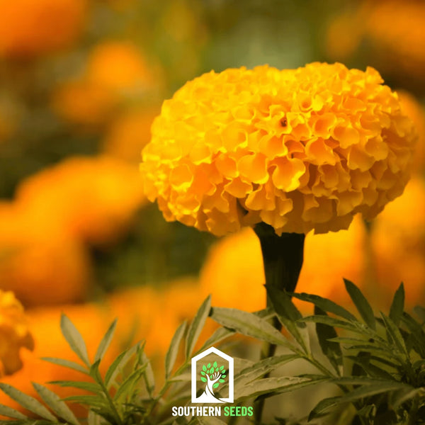 Crackerjack Marigold Seeds