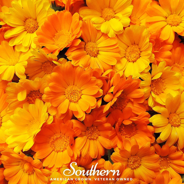 English Marigold Seeds