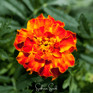 Bolero French Marigold Seeds