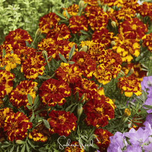 Bolero French Marigold Seeds