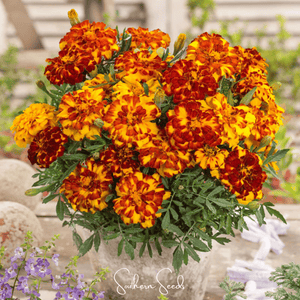 Bolero French Marigold Seeds