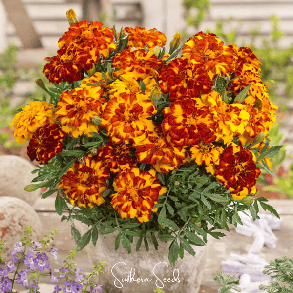 Bolero French Marigold Seeds