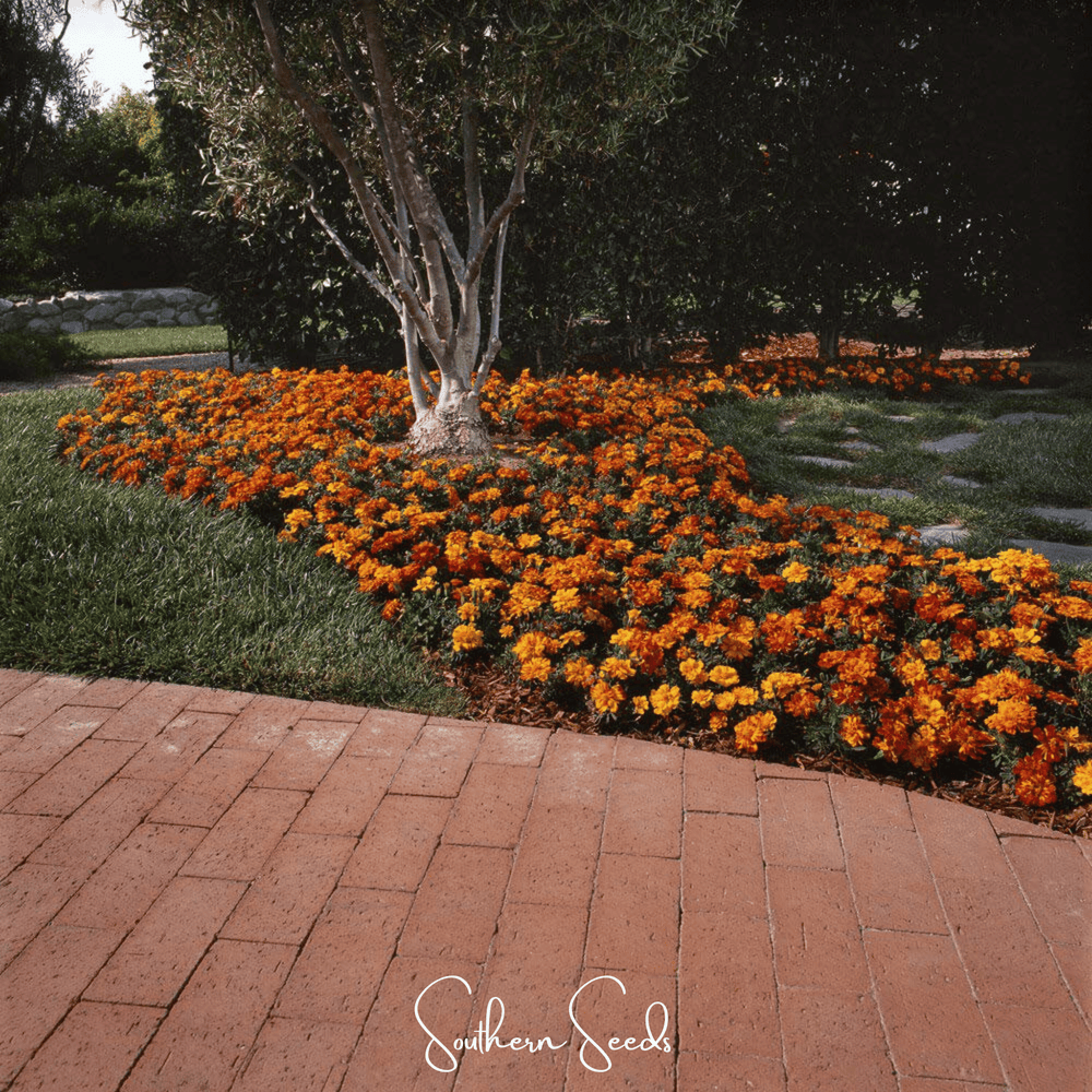 Bolero French Marigold Seeds