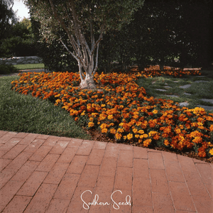 Bolero French Marigold Seeds