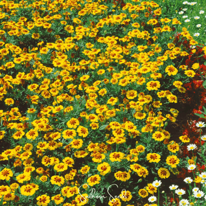 Naughty Marietta Marigold Seeds