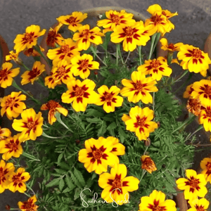 Naughty Marietta Marigold Seeds