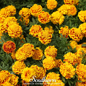 Sparky French Marigold Seeds
