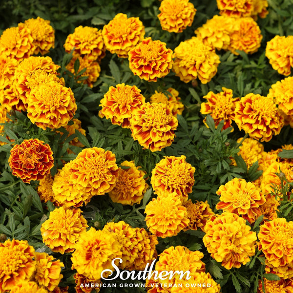 Sparky French Marigold Seeds