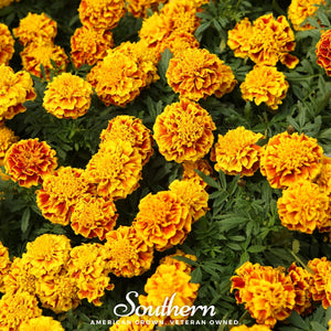 Sparky French Marigold Seeds