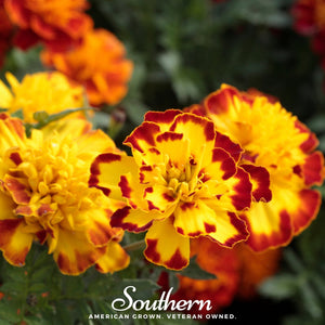 Sparky French Marigold Seeds