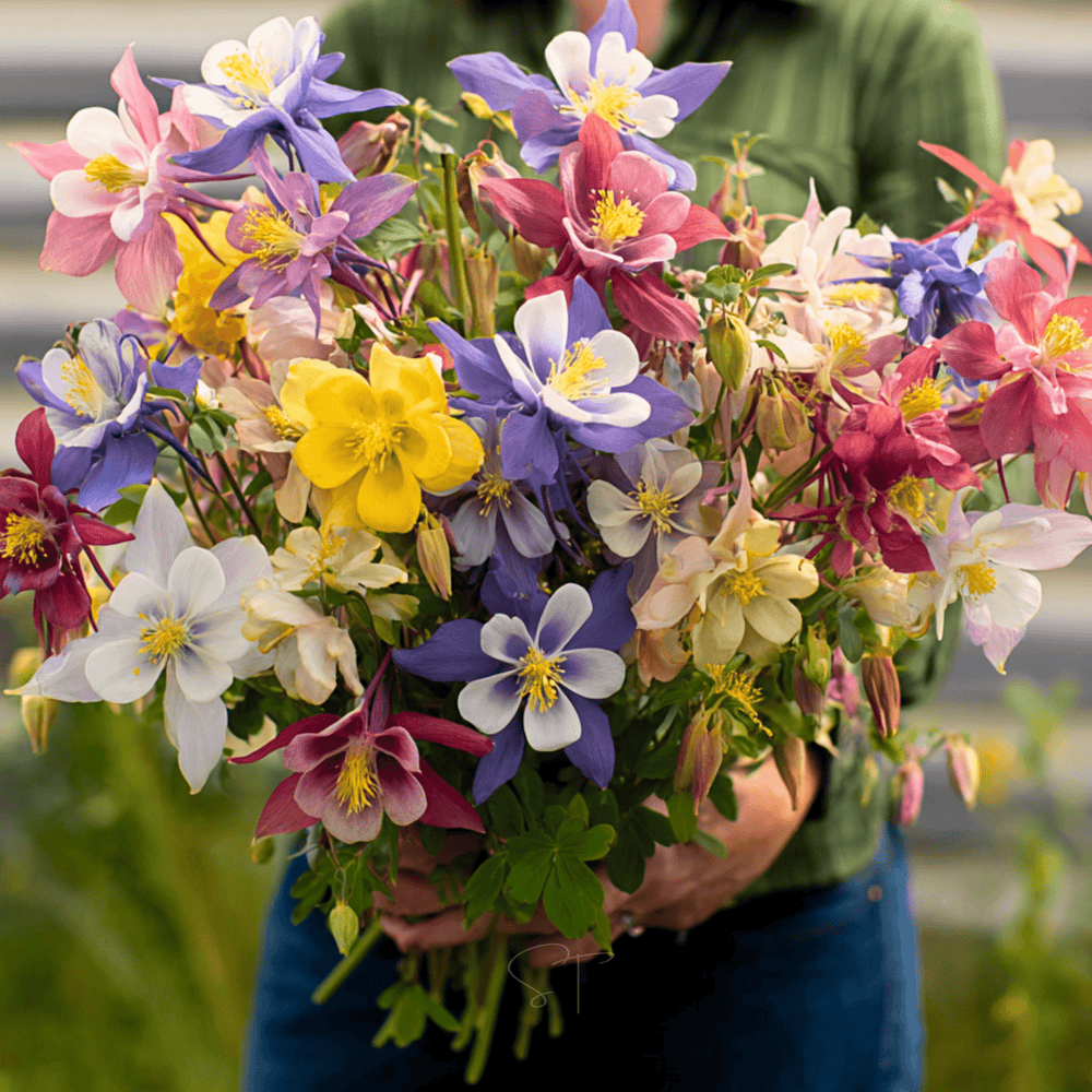 McKana Giant Columbine Seeds