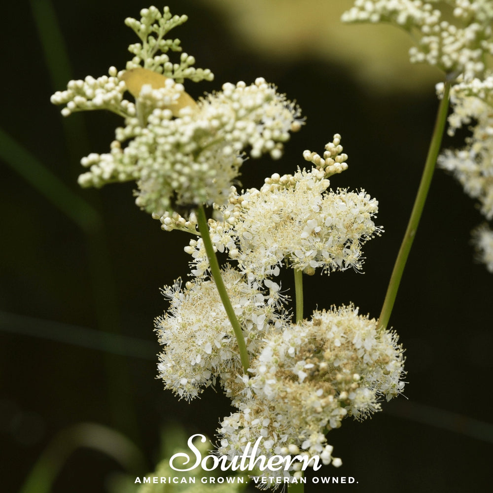 Meadowsweet Seeds