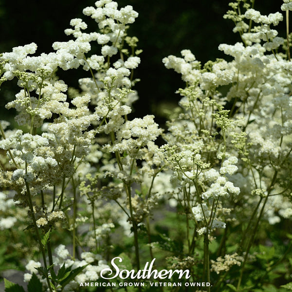 Meadowsweet Seeds