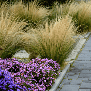 Mexican Feather Grass Seeds