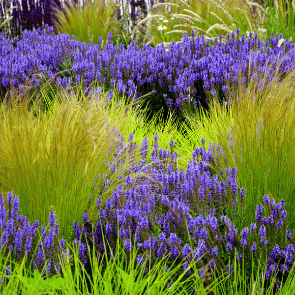 Mexican Feather Grass Seeds
