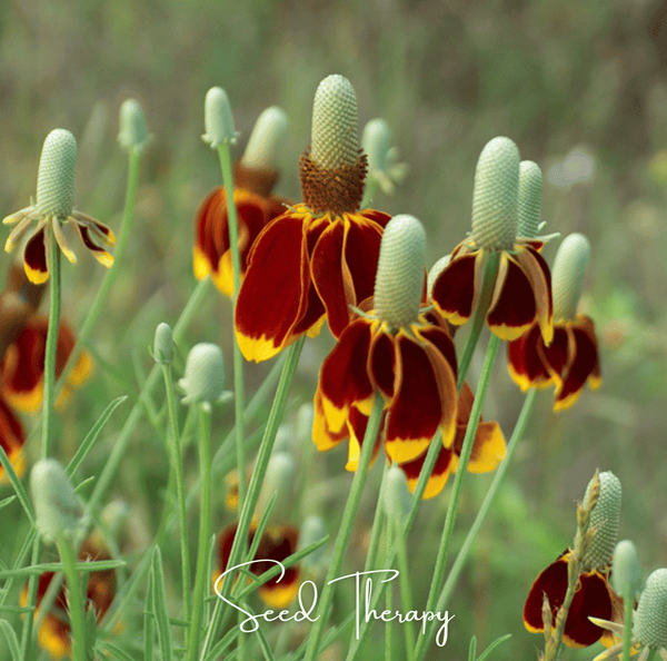Mexican Hat Seeds