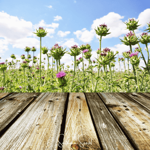 Milk Thistle Seeds